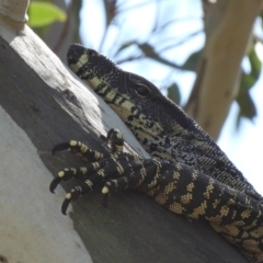 Varanus varius at Burrinjuck, NSW - suppressed