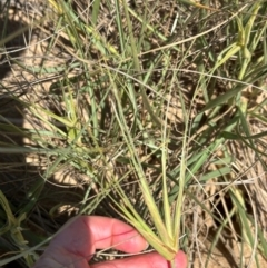 Spinifex sericeus (Beach Grass) at Mon Repos, QLD - 24 Aug 2024 by lbradley