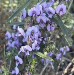 Hovea heterophylla (Common Hovea) at Watson, ACT - 24 Aug 2024 by Clarel