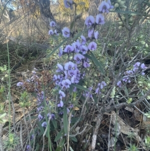 Hovea heterophylla at Watson, ACT - 24 Aug 2024 10:13 AM