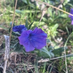 Echium plantagineum (Paterson's Curse) at Watson, ACT - 24 Aug 2024 by Clarel