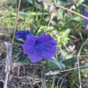 Echium plantagineum at Watson, ACT - 24 Aug 2024