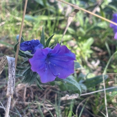 Echium plantagineum (Paterson's Curse) at Watson, ACT - 24 Aug 2024 by Clarel