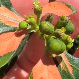 Euphorbia cyathophora at Mon Repos, QLD - 24 Aug 2024 11:42 AM