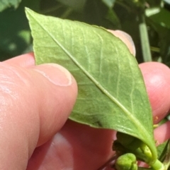 Euphorbia cyathophora at Mon Repos, QLD - 24 Aug 2024 11:42 AM
