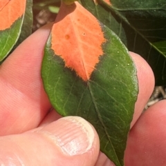 Euphorbia cyathophora at Mon Repos, QLD - 24 Aug 2024 11:42 AM
