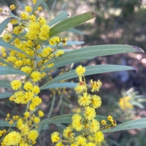 Acacia rubida at Watson, ACT - 24 Aug 2024 09:48 AM