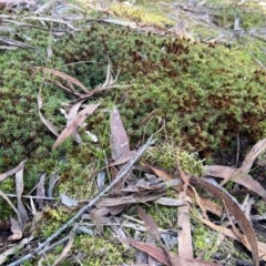 Polytrichaceae sp. (family) at Lyneham, ACT - 24 Aug 2024 by CrimePaysbutConservationDoesnt