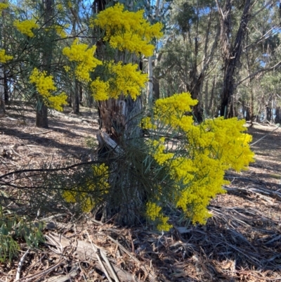 Acacia boormanii (Snowy River Wattle) at Lyneham, ACT - 24 Aug 2024 by CrimePaysbutConservationDoesnt