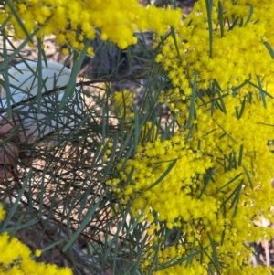 Acacia boormanii at Lyneham, ACT - 24 Aug 2024