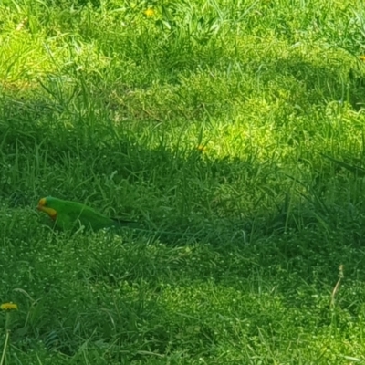 Polytelis swainsonii (Superb Parrot) at Florey, ACT - 24 Aug 2024 by Coran