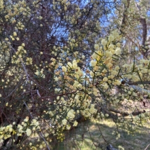 Acacia genistifolia at Lyneham, ACT - 24 Aug 2024 12:47 PM