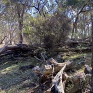 Acacia genistifolia at Lyneham, ACT - 24 Aug 2024