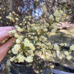 Acacia genistifolia at Lyneham, ACT - 24 Aug 2024 12:47 PM