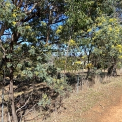 Acacia dealbata subsp. dealbata (Silver Wattle) at Lyneham, ACT - 24 Aug 2024 by CrimePaysbutConservationDoesnt