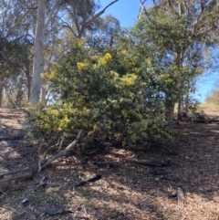 Acacia baileyana (Cootamundra Wattle, Golden Mimosa) at Lyneham, ACT - 24 Aug 2024 by CrimePaysbutConservationDoesnt