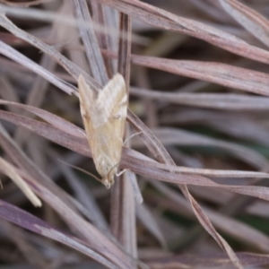 Hellula hydralis at Lyons, ACT - 24 Aug 2024 12:39 PM