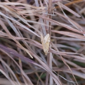 Hellula hydralis at Lyons, ACT - 24 Aug 2024 12:39 PM