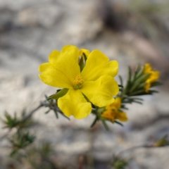 Hibbertia sp. (Guinea Flower) at Twelve Mile Peg, NSW - 21 Aug 2024 by RobG1