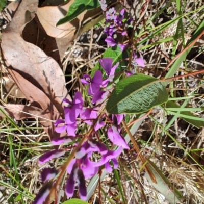 Hardenbergia violacea (False Sarsaparilla) at Moruya Heads, NSW - 23 Aug 2024 by LyndalT