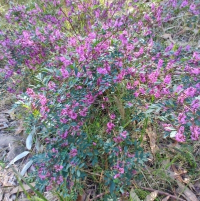 Indigofera australis subsp. australis (Australian Indigo) at Moruya Heads, NSW - 23 Aug 2024 by LyndalT