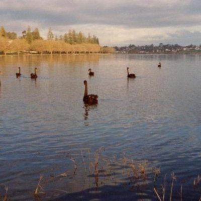 Cygnus atratus (Black Swan) at West Leederville, WA - 15 Jun 1984 by MB