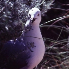 Chroicocephalus novaehollandiae (Silver Gull) at Shoalwater, WA - 19 May 1984 by MB