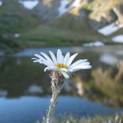 Celmisia sp. (Snow Daisy) at Munyang, NSW - 8 Jan 2005 by MB