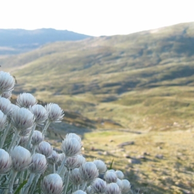 Leucochrysum alpinum (Alpine Sunray) at Munyang, NSW - 9 Jan 2005 by MB