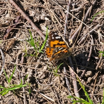 Vanessa kershawi (Australian Painted Lady) at Macgregor, ACT - 24 Aug 2024 by Csteele4