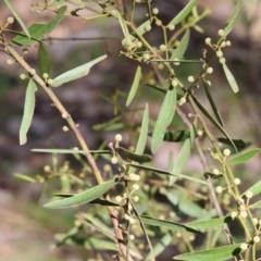 Acacia verniciflua (Varnish Wattle) at Chiltern, VIC - 24 Aug 2024 by KylieWaldon