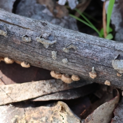 Unidentified Other fungi on wood at Beechworth, VIC - 24 Aug 2024 by KylieWaldon