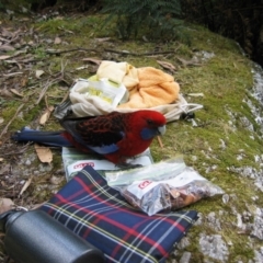 Platycercus elegans (Crimson Rosella) at Wilsons Promontory, VIC - 27 Nov 2004 by MB