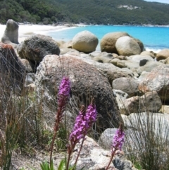 Stylidium armeria subsp. armeria (thrift trigger plant) at Wilsons Promontory, VIC - 28 Nov 2004 by MB