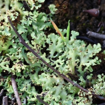 Unverified Lichen at Beechworth, VIC - 24 Aug 2024 by KylieWaldon