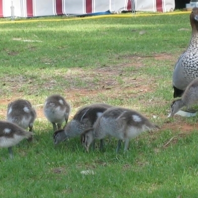 Chenonetta jubata (Australian Wood Duck) at Robinvale, VIC - 18 Oct 2004 by MB