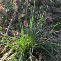 Bulbine sp. at Kambah, ACT - 24 Aug 2024 01:54 PM