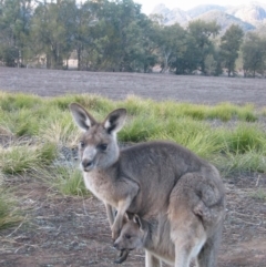 Macropus giganteus (Eastern Grey Kangaroo) at Warrumbungle, NSW - 9 Jul 2004 by MB