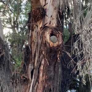 Trichosurus vulpecula at Yarralumla, ACT - 22 Aug 2024