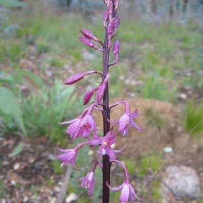 Dipodium roseum (Rosy Hyacinth Orchid) at Cotter River, ACT - 8 Jan 2004 by MB