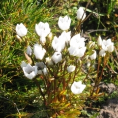 Gentianella muelleriana subsp. jingerensis at Gooandra, NSW - 28 Mar 2004 by MB