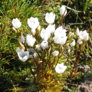 Gentianella muelleriana subsp. jingerensis at Gooandra, NSW - suppressed