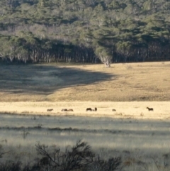 Equus caballus (Brumby, Wild Horse) at Gooandra, NSW - 27 Mar 2004 by MB