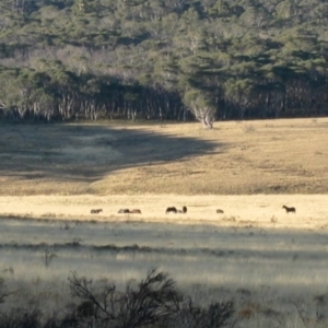 Equus caballus at Gooandra, NSW - suppressed