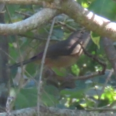 Colluricincla rufogaster at Mon Repos, QLD - 24 Aug 2024 12:02 PM