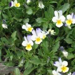 Viola arvensis (Heartsease, Field Pansy) at Gooandra, NSW - 9 Nov 2003 by MB