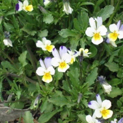 Viola arvensis (Heartsease, Field Pansy) at Gooandra, NSW - 8 Nov 2003 by MB