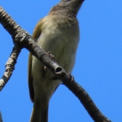 Lichmera indistincta (Brown Honeyeater) at Mon Repos, QLD - 24 Aug 2024 by lbradley