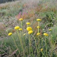 Craspedia sp. (Billy Buttons) at Cotter River, ACT - 26 Dec 2003 by MB