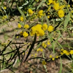 Acacia dawsonii at Goulburn, NSW - 24 Aug 2024 by trevorpreston